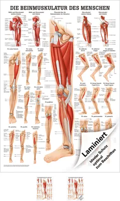 Produktbild von Die Beinmuskulatur Poster Anatomie 70x50 cm medizinische Lehrmittel