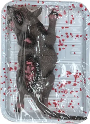 Produktbild von Tote Ratte Metzgerteller Deko für Halloween