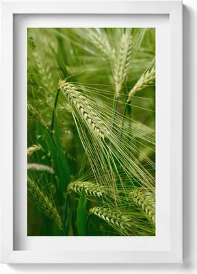 Produktbild von Grasähren im Sommer– Wandbild mit Rahmen – Gerahmtes Bild  – Wanddekoration – 20x30 cm – Weiß