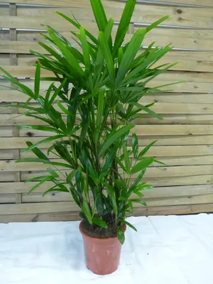Produktbild von [Palmenlager] XL Rhapis excelsa - Steckenpalme 100-120 cm // Zimmerpflanze, Zimmerpalme // auch für schattigen Standort