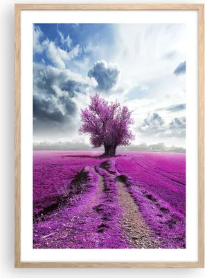 Produktbild von Gerahmtes Poster - Rahmen in heller Eiche - Heidefeld Baum Wolken Landschaft - 50x70 cm - Wand Bild - Wanddeko - Wandbilder - Wandposter - Bilderrahmen - Bilder - Kunstdruck - P2NPA50x70-2547