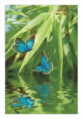 Produktbild von Wallario Wandbild Schmetterlinge in Reflektion, Größe: 61 x 91,5 cm, Poster mit rahmenlosen Bildhalter