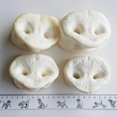 Produktbild von Kaureks Natur Hundeleckerlies Schweinenasen 24 Stück. gepuffte Honignasen, wie Schweineohren, Kausnack