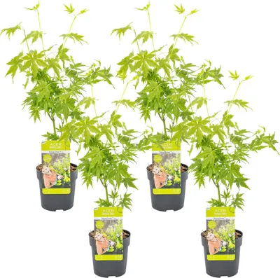 Zdjęcie produktu dla Bloomique - Zestaw 4 szt. - Acer Palmatum Going Green - Zielony liść - Klon japoński - Odporny na zimę - Rośliny ogrodowe - Wysokość 25-40 cm - Doniczka 10,5 cm