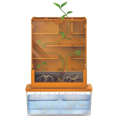 Image de Plantes dans le labyrinthe