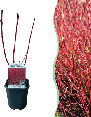 Obrázek produktu pro Sibirský svída (Cornus alba 'Sibirica') Ø17cm, výška 45cm, okrasný ker