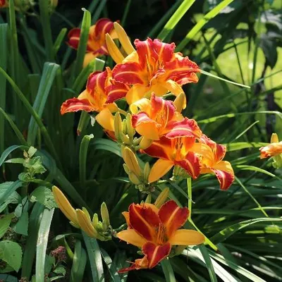 Imagen del producto de Hemerocallis 'Frans Hals' – Lirio del día, 5 plantas con raíces desnudas