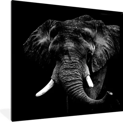 Produktbild von MuchoWow® Gerahmtes Poster Elefant - Tiere - Zähne - Schwarz - Weiß 40x40 cm - Poster mit Schwarzem Bilderrahmen Wandposter Rahmen Foto Bilder - Mit Rahmen - Wanddekoration Schlafzimmer
