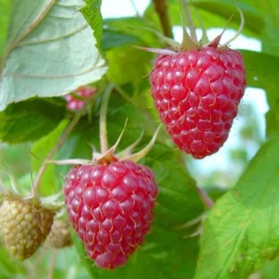 Produktbild von Aroma Queen (S) mehrfachresistent herbsttragend aromatische Himbeere 60 - 100 cm im 2-3 Liter Topf