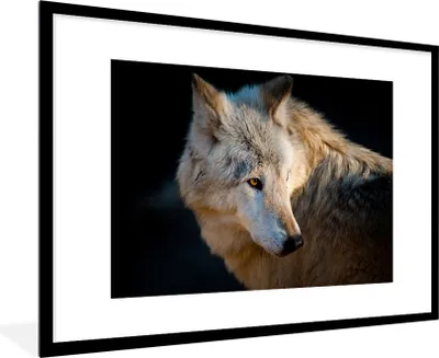 Produktbild von MuchoWow® Gerahmtes Poster Leichter Polarwolf 90x60 cm - Poster mit Schwarzem Bilderrahmen Wandposter Rahmen Foto Bilder - Wanddekoration - Fotos