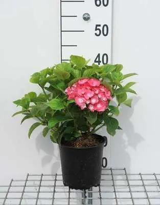 Obrázek produktu pro Hydrangea macr. 'King George Vll' ('romance') - hortenzie 25- 30 cm Kontejner