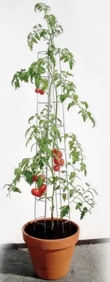 Produktbild von Bellissa Tomatenturm 120cm 120 cm hoch