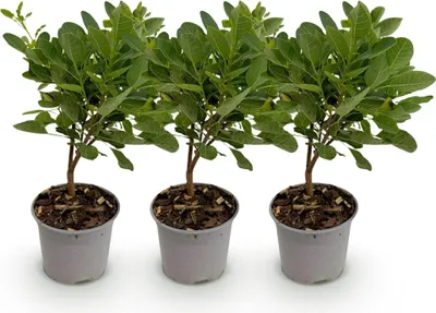 Obrázok produktu pre Cotinus coggyria Young Lady - 3 rastliny - 12cm - výška cca 35cm - Sträucher &