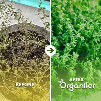 Produktbild von Flüssigdünger Für Thymian 1L – 2-1-8 NPK – Flüssig-Pflanzendünger Für Thymian – Organifer