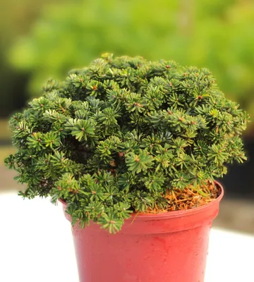 Immagine prodotto di Abete coreano nano Abies koreana Brillante 20 - 25 cm sempreverde