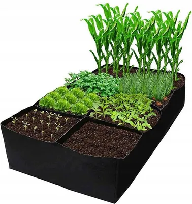 A raised garden bed with various plants growing in it.