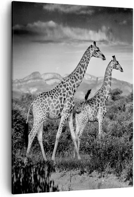 Produktbild von Bild auf Leinwand - Leinwandbild - Einteilig - Giraffen Schwarzweiß Fotografie - 50x70cm - Wand Bild - Wandbilder - Leinwanddruck - Wanddekoration - Leinwand bilder - Wandbild - PA50x70-4441