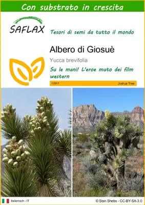 Immagine prodotto di SAFLAX  - Albero di Giosuè - 10 semi - Con substrato - Yucca