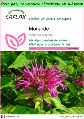 Image de SAFLAX Garden to go - Monarde - 20 graines - Monarda