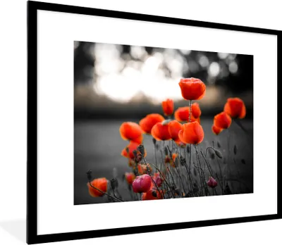 Produktbild von MuchoWow® Gerahmtes Poster Rote Mohnblumen vor schwarzem und weißem Hintergrund 80x60 cm - Poster mit Schwarzem Bilderrahmen Wandposter Rahmen Foto Bilder - Schlafzimmer-Dekorationen - Fotoposter