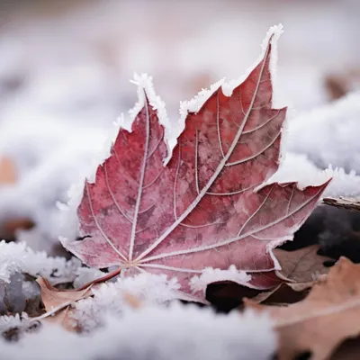 Immagine prodotto di Poster 30x30cm Foglia alla fine dell'autunno