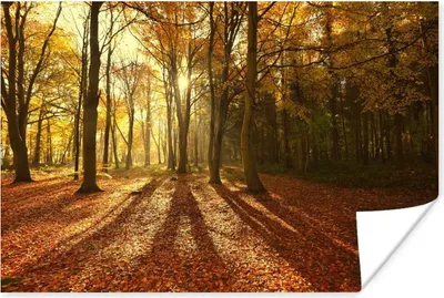Produktbild von MuchoWow® Poster Licht - Laub - Herbst 60x40 cm - Schlafzimmerdekoration