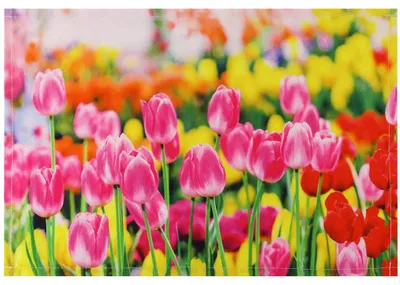 Immagine prodotto di Tovaglietta in tessuto CLOTH rosa tulipani fiore prato