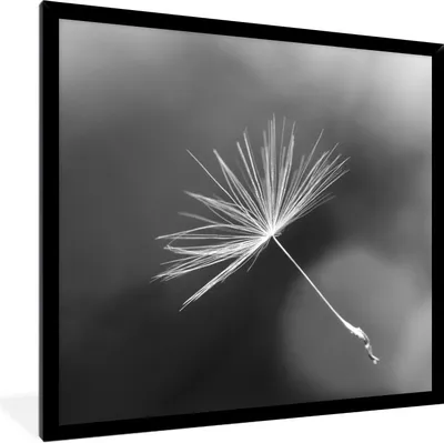 Produktbild von MuchoWow® Gerahmtes Poster Löwenzahnsamen in Schwarz und Weiß 40x40 cm - Poster mit Schwarzem Bilderrahmen Wandposter Rahmen Foto Bilder - Mit Rahmen - Wanddekoration Schlafzimmer