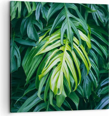 Produktbild von Bild auf Leinwand - Leinwandbild - Blume Natur - 50x50cm - Wand Bild - Wanddeko - Wandbilder - Leinwanddruck - Bilder - Kunstdruck - Wanddekoration - Leinwand bilder - Wandkunst - AC50x50-3951