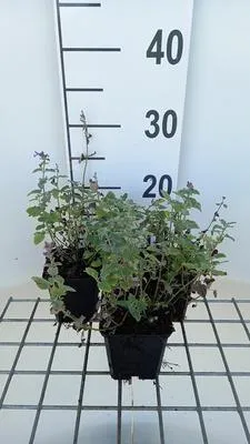 Produktbild von 6 x Nepeta racemosa 'Superba' - Katzenminze - Topf 9 x 9 cm