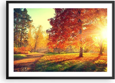Produktbild von Gerahmtes Poster - Schwarzer Rahmen - Park Herbst Baum - 70x50 cm - Wand Bild - Wanddeko - Wandbilder - Kunstposter - Wandposter - Bilderrahmen - Bilder - Kunstdruck - Wandbild - P2BAA70x50-3654