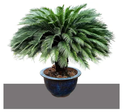 Produktbild von Japanischer Palmfarn (Cycas revoluta) 2 Samen