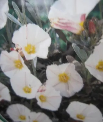 Produktbild von Convolvulus cneorum - Silberwinde - 25-30cm