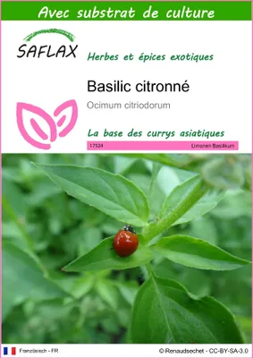 Image de SAFLAX  - Basilic citronné - 200 graines - Avec substrat - Ocimum