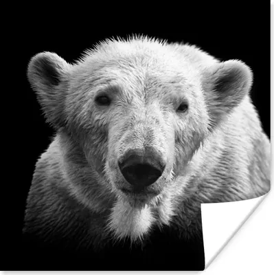 Produktbild von MuchoWow® Poster Eisbär - Tier - Schwarz - Weiß 75x75 cm - Wand Dekoration