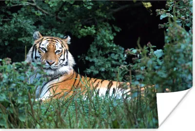 Produktbild von MuchoWow® Poster Tiger - Gras - Grün 60x40 cm - Schlafzimmerdekoration