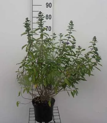 Immagine prodotto di Caryopteris cland. 'Kew Blue' - Bartblume 30- 40 cm Contenitore