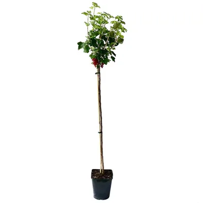 A potted plant with a tall stem and green leaves, some red berries are visible.