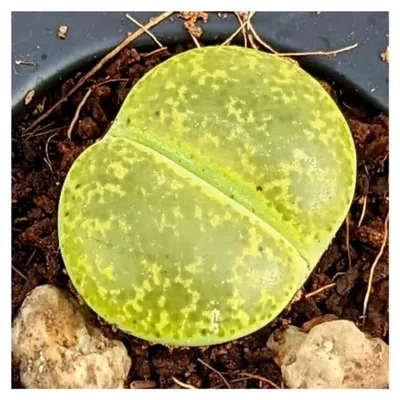 Produktbild von Lithops lesliei Albinica - Seltene Lithops, lebende Stein Sukkulenten, lebende Steinpflanzen, Lebende Steine