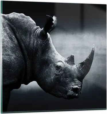 Produktbild von Bilder auf glas - Einteilig - Nashorn Schwarzweiß Porträt - 30x30cm - Glasbilder - Wandbilder - Bilder - Wanddekoration aus Glas - Glas Bilder - Wandbild auf Glas - GAC30x30-4347