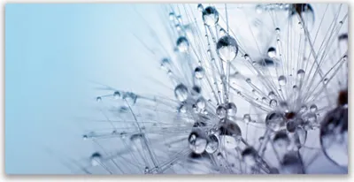 Produktbild von Glasbilder 140x70 Wandbild Druck auf Glas Pusteblume Pflanzen