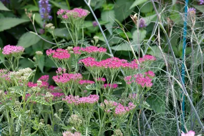 Produktbild von Achillea millefolium 'Cassis', Schafgarbe, rosa, ca. 9x9 cm Topf