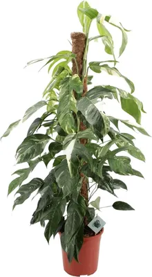 Produktbild von Efeutute Epipremnum Pinnatum Albo Variegata Ø24cm 125cm pflegeleicht immergrün
