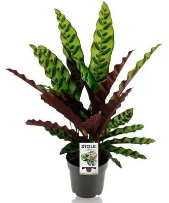 Immagine prodotto di Pianta Calathea Lancifolia Insignis, ideale per interni