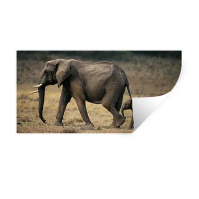 Produktbild von MuchoWow® Wandtattoo Wandsticker Wandaufkleber Elefant - Tiere - Savanne - Natur 80x40 cm Selbstklebend und Repositionierbar - Aufkleber