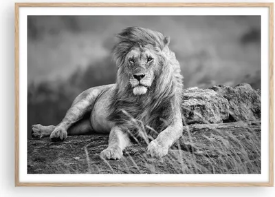 Produktbild von Gerahmtes Poster - Rahmen in heller Eiche - Löwe Tier Natur - 100x70 cm - Wand Bild - Wanddeko - Wandbilder - Wandposter - Bilderrahmen - Bilder - Kunstdruck - Wandbild - P2NAA100x70-3931