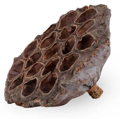 Produktbild von Lotoskolben 1 Stk. groß natur 8-10cm Nelumbo nucifera Trockenblume Floristik