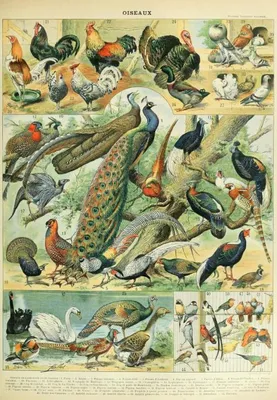 Obrázek produktu pro Grafika Puzzle Ptáci 19. století 1000 dílků Vzdělávací hra Karton