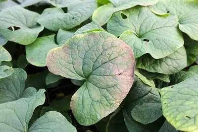 Image de 6 x Brunnera sibirica - Myosotis du Caucase - pot 9 x 9 cm