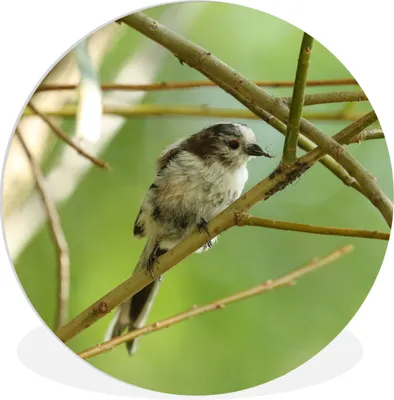 Produktbild von MuchoWow® Rundes Wandbild - Runde Bilder Vogel zwischen den Zweigen Ø 60 cm Kreis Wanddekoration Kunststoff - Wandkreis - Wandschmuck - Wand Kreis - Das Schlafzimmer - Die Bilder - Wandmalerei - Kunst für das Haus - das Plastik